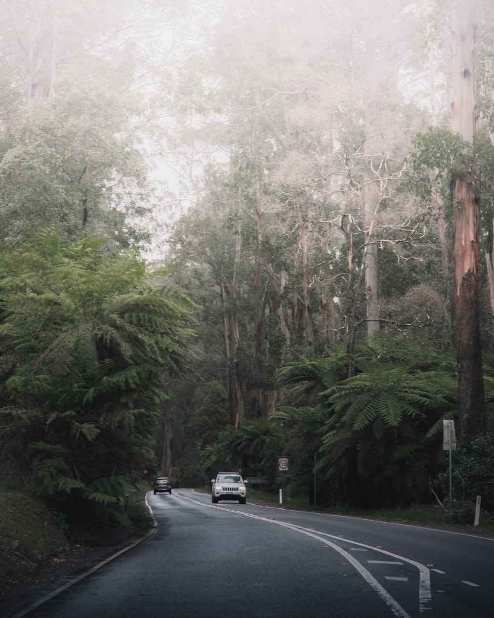 Auto bianca sulla strada tra gli alberi