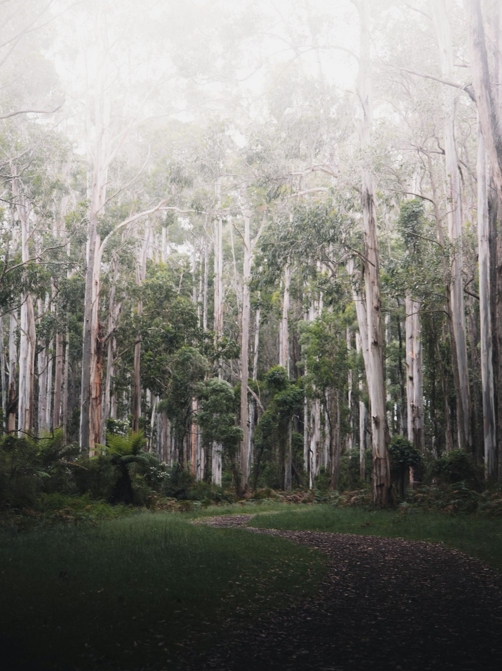 alberi verdi su campo di erba verde durante il giorno