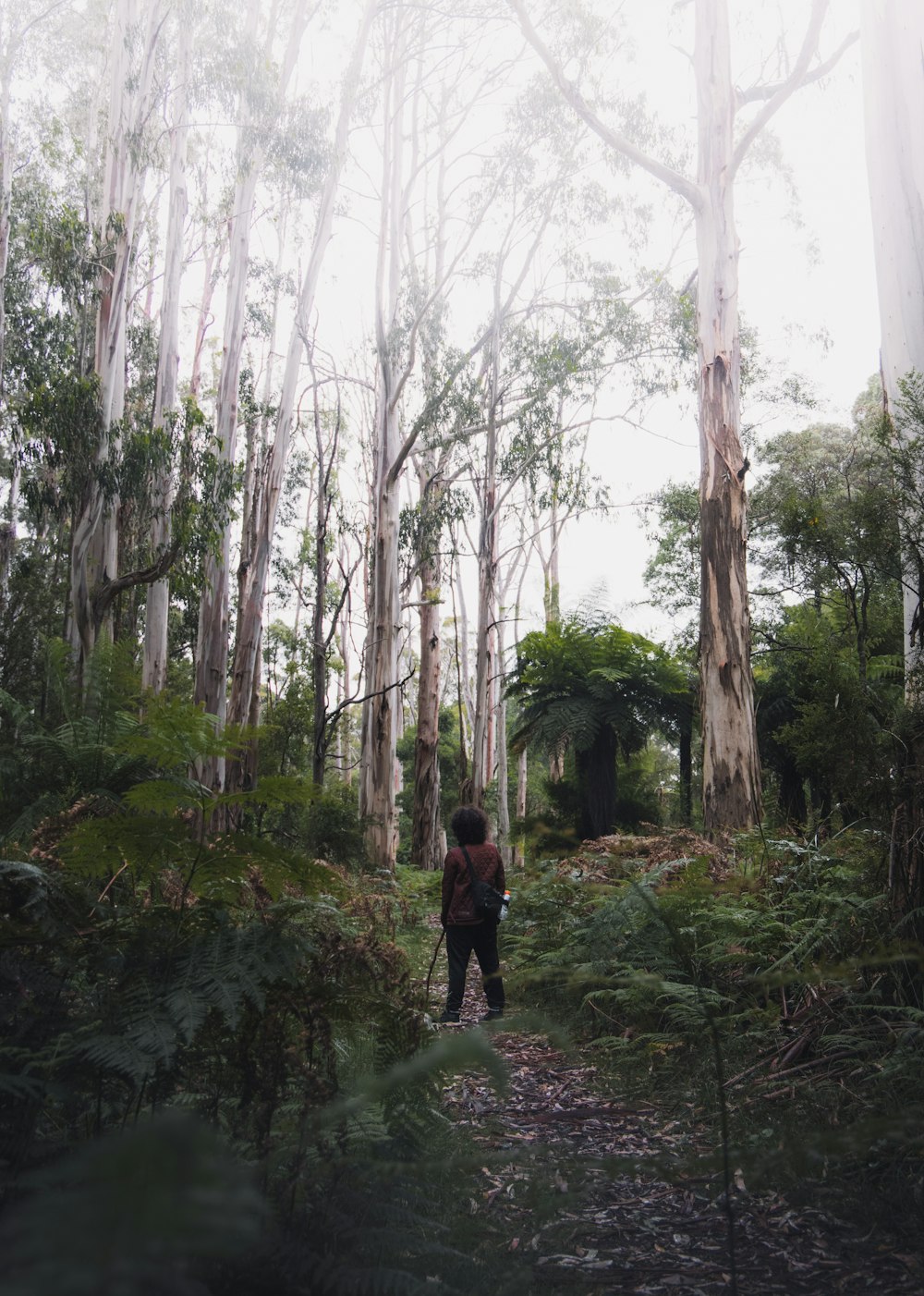 person in black jacket walking on forest during daytime