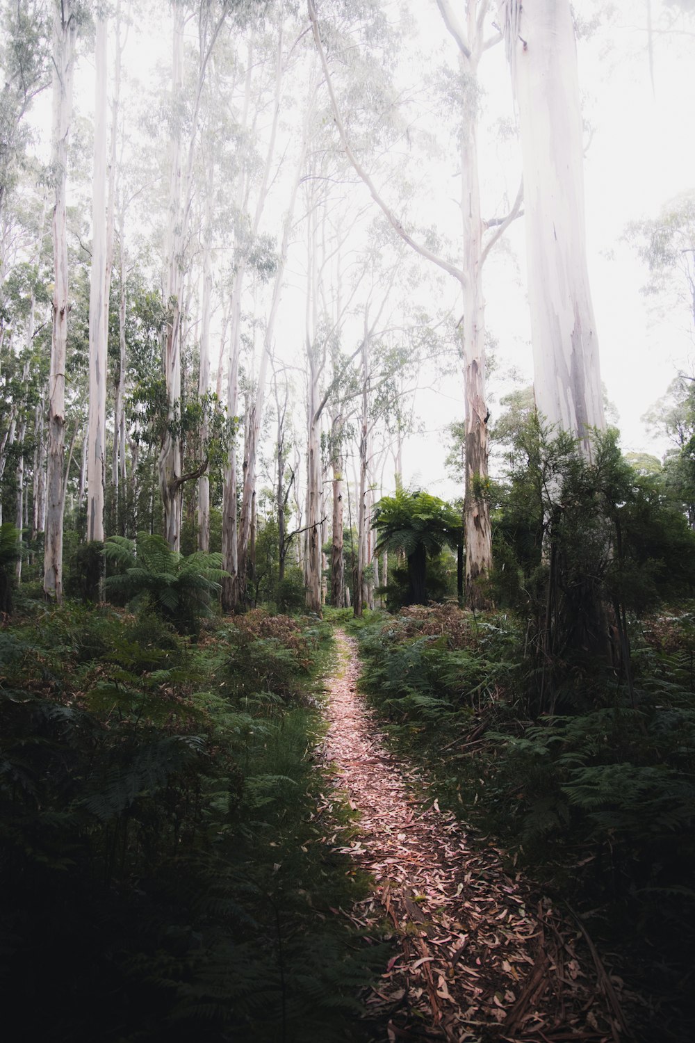 alberi verdi sulla foresta durante il giorno