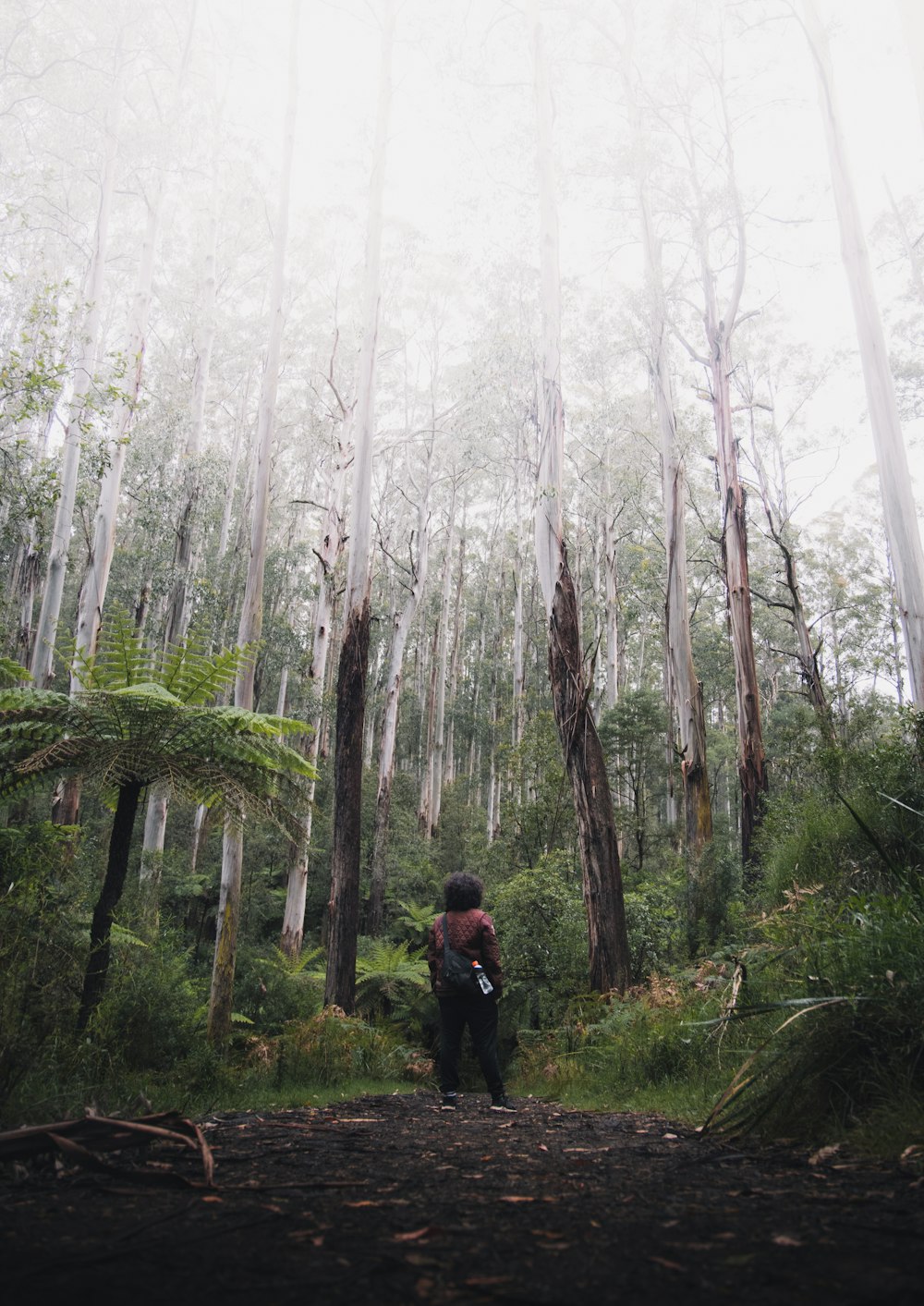 person in black jacket walking on forest during foggy day