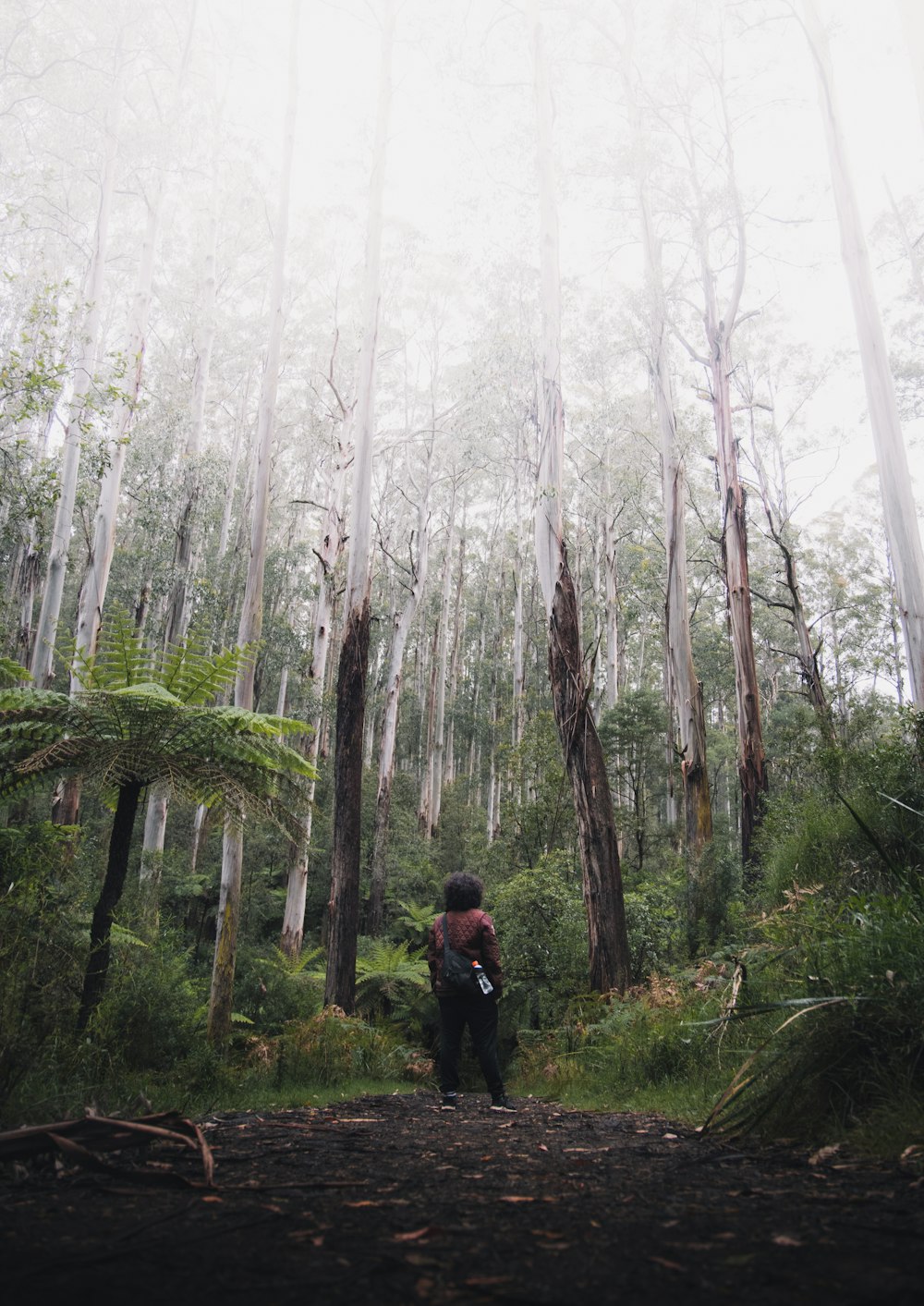Persona in giacca nera che cammina sulla foresta durante il giorno nebbioso