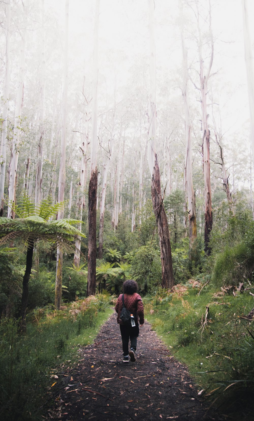 Persona in giacca nera che cammina sulla foresta durante il tempo nebbioso