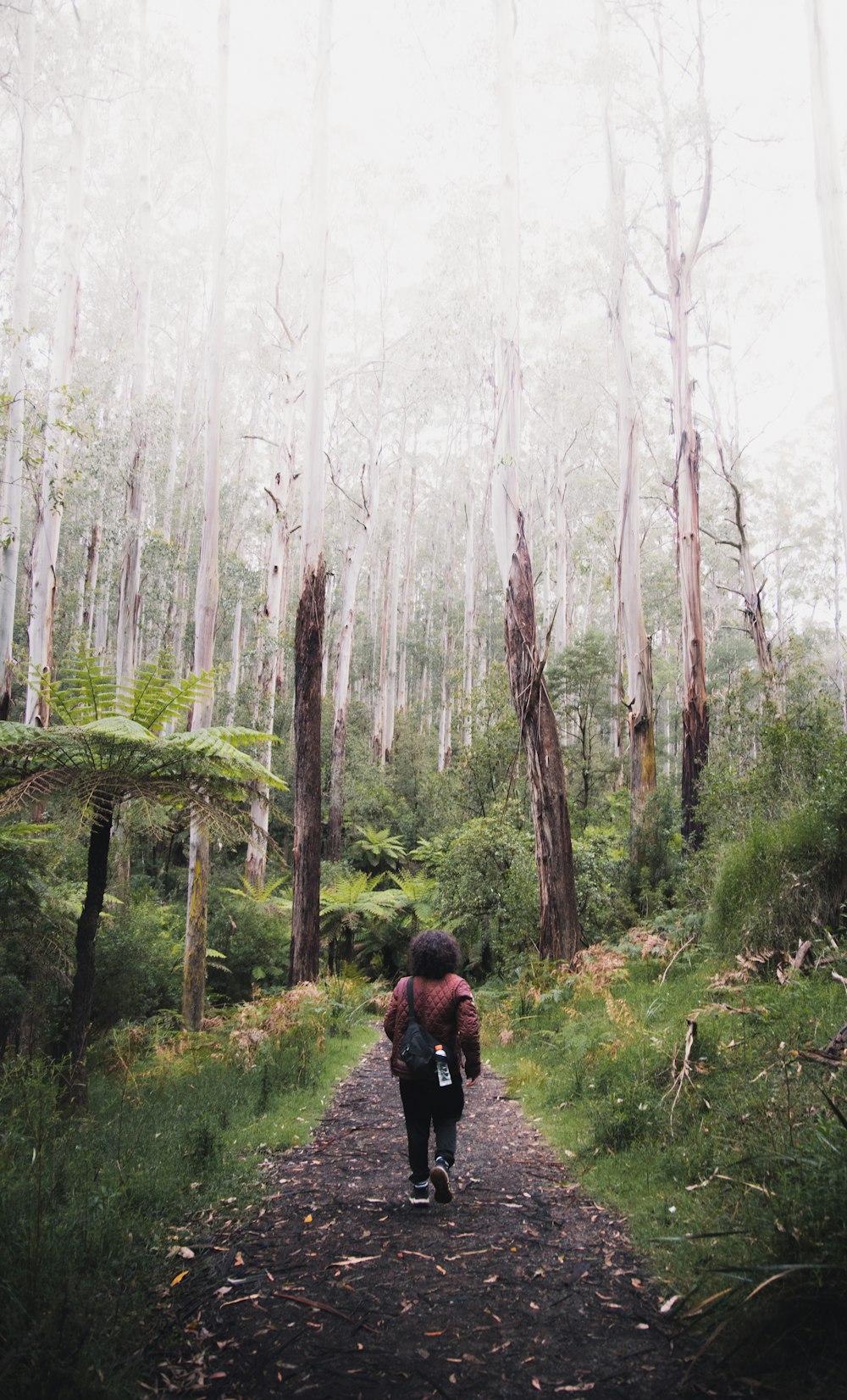 person in black jacket walking on forest during foggy weather