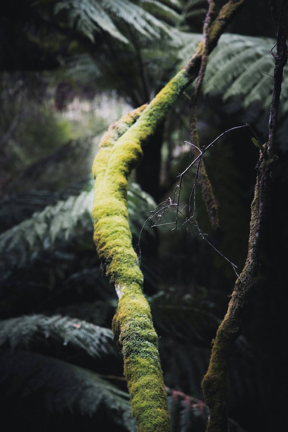 mousse verte sur tronc d’arbre brun