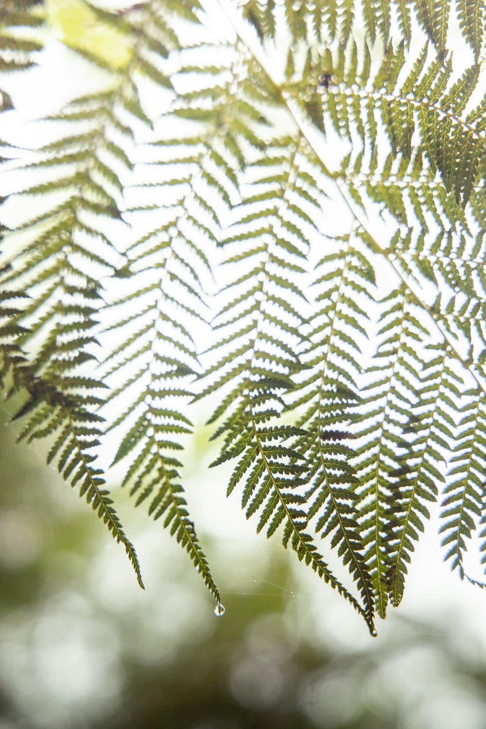 planta da folha verde na fotografia de perto