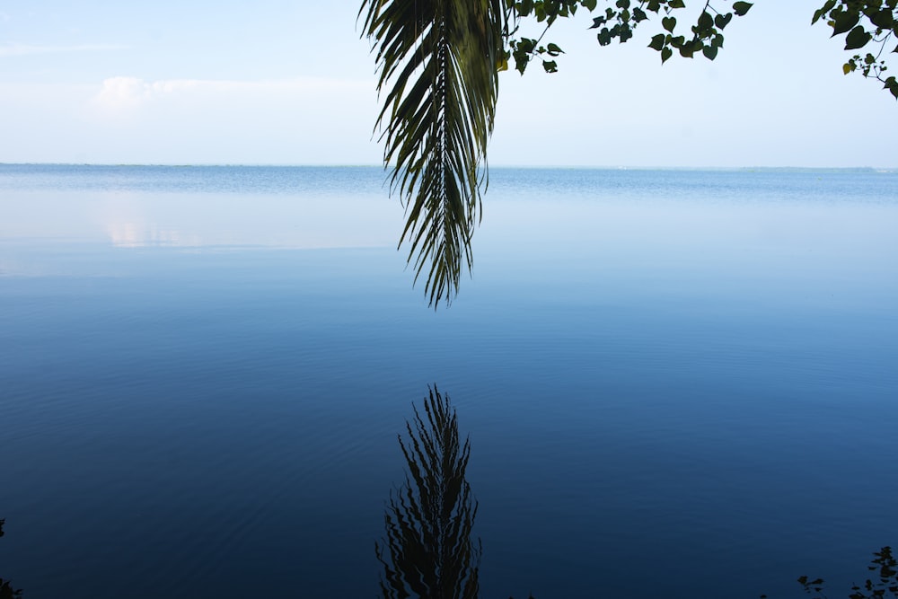 green palm tree near body of water during daytime