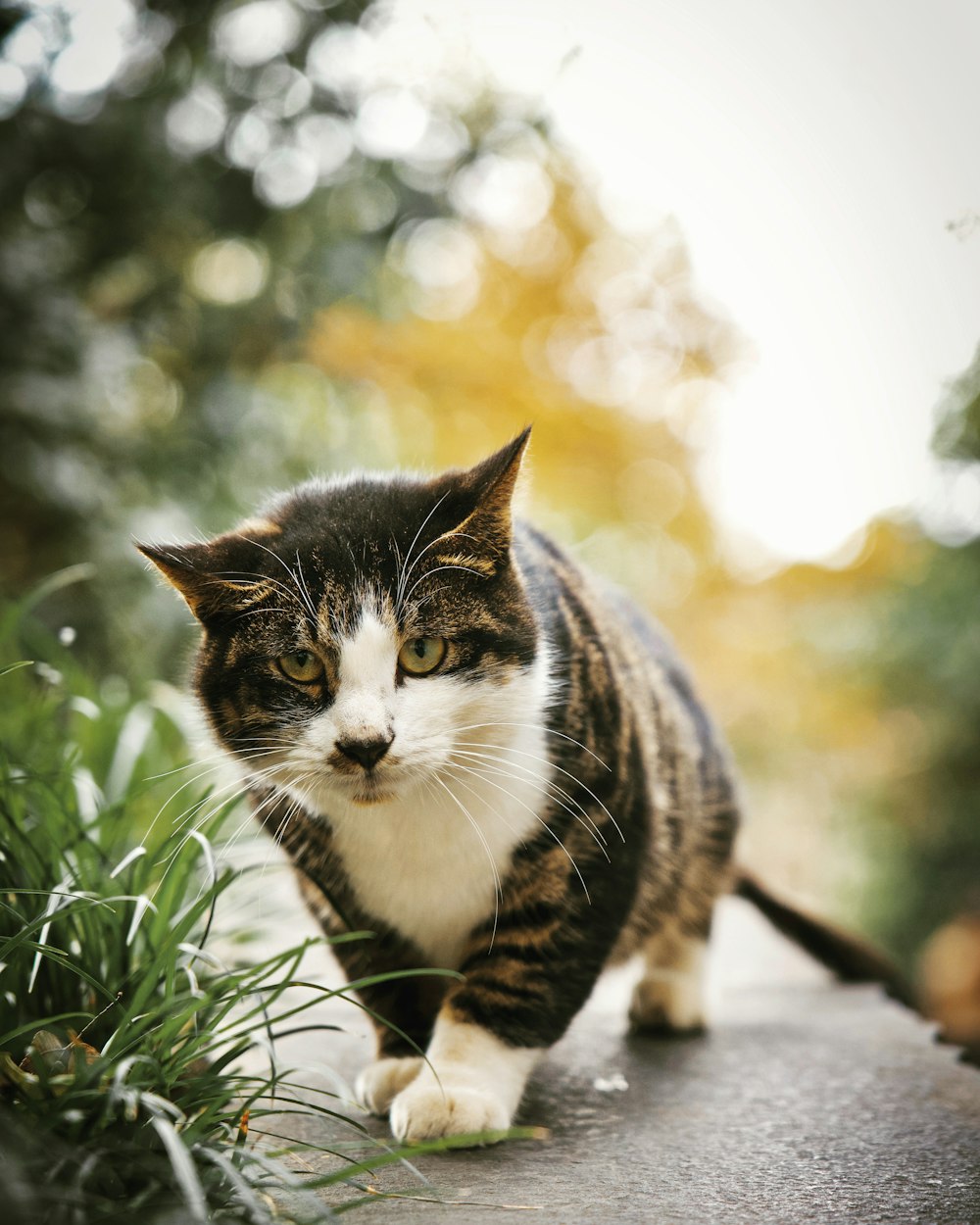 Schwarze und weiße Katze tagsüber auf grünem Gras