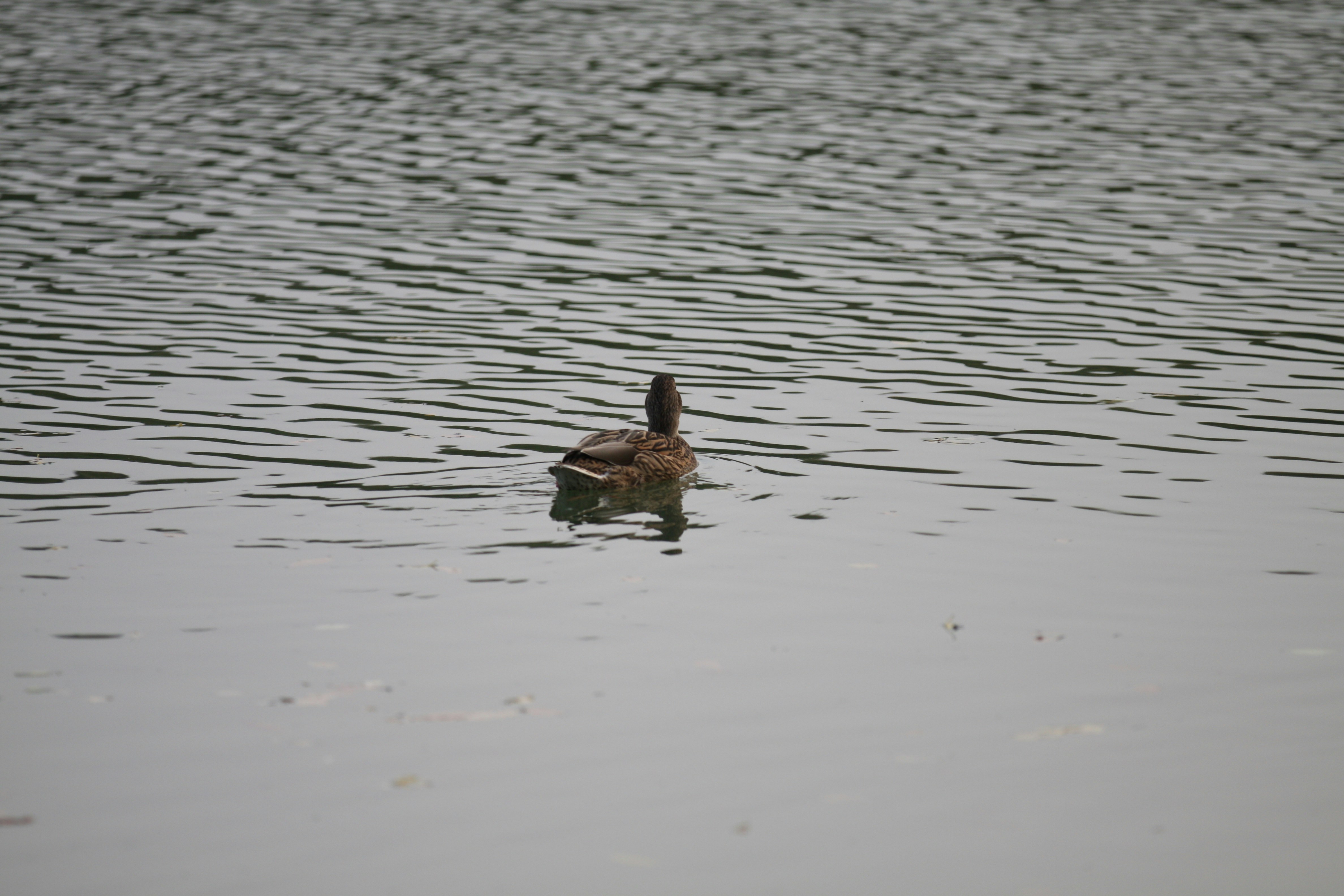 Photo by stevenjoezhang