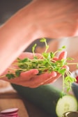 A pair of hands gently holding a bunch of fresh green sprouts, with a sliced cucumber in the background on a cutting board.