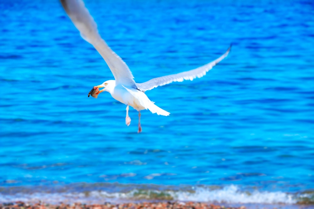 white bird flying over the sea during daytime