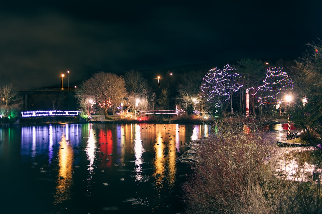 body of water near trees during night time