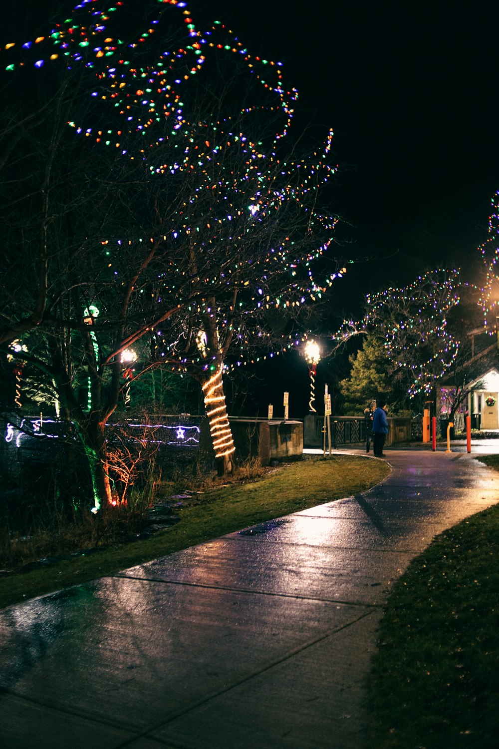 green tree with string lights during night time