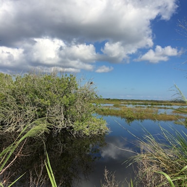 A serene wetland at sunrise with vibrant greenery reflecting in calm waters.