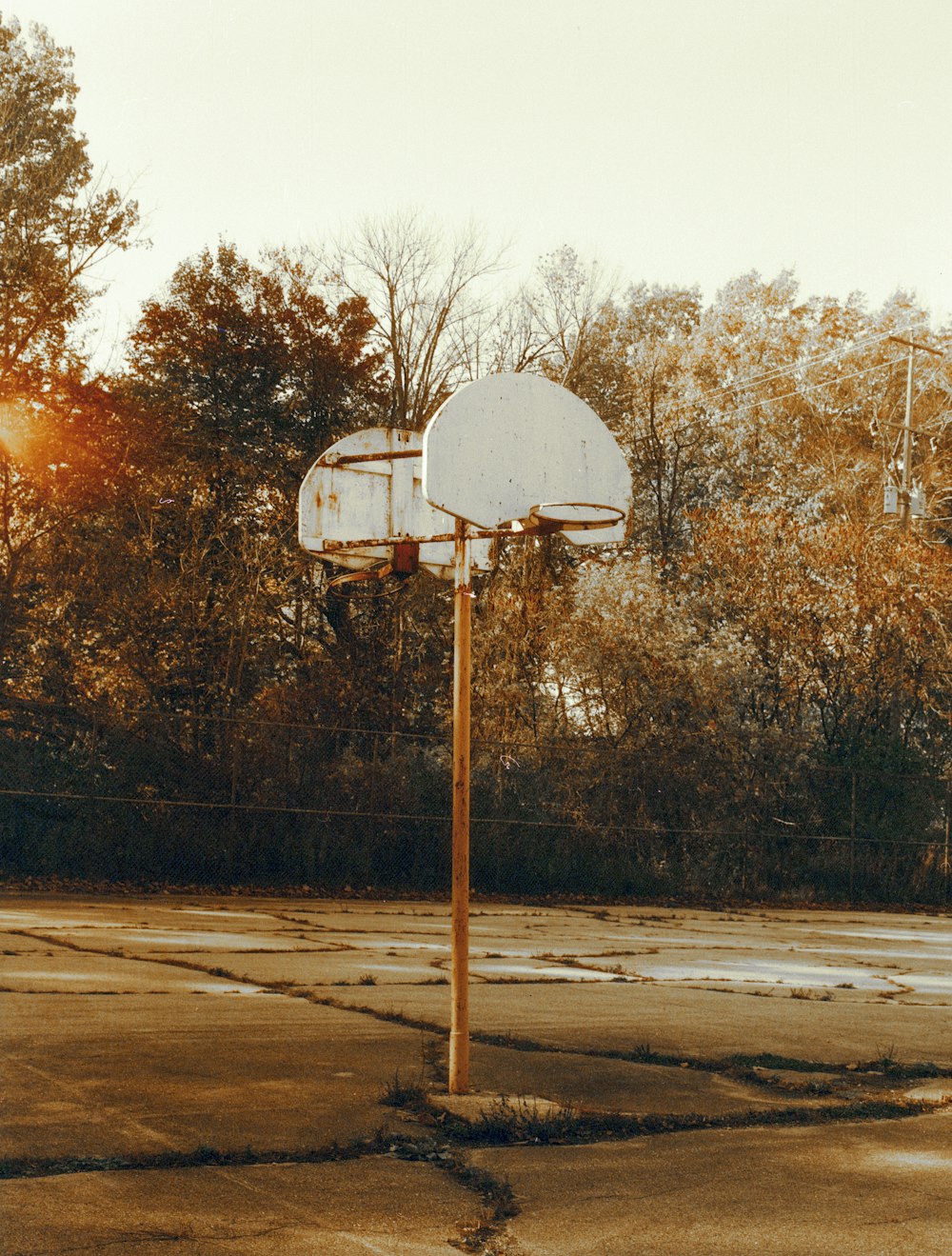 昼間の木の近くの白いバスケットボールフープ