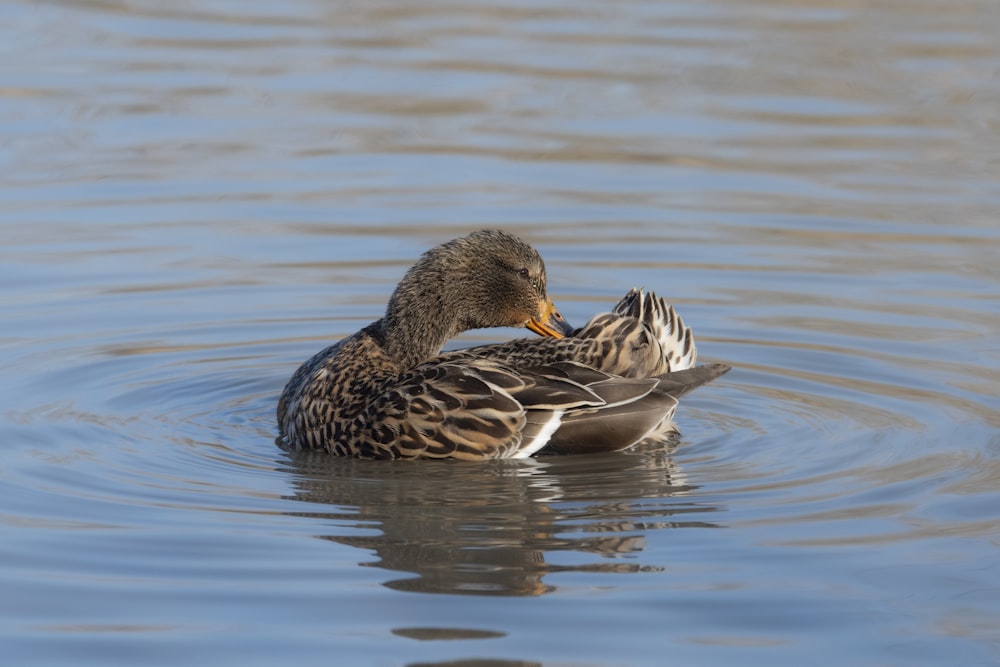 brown duck on water during daytime