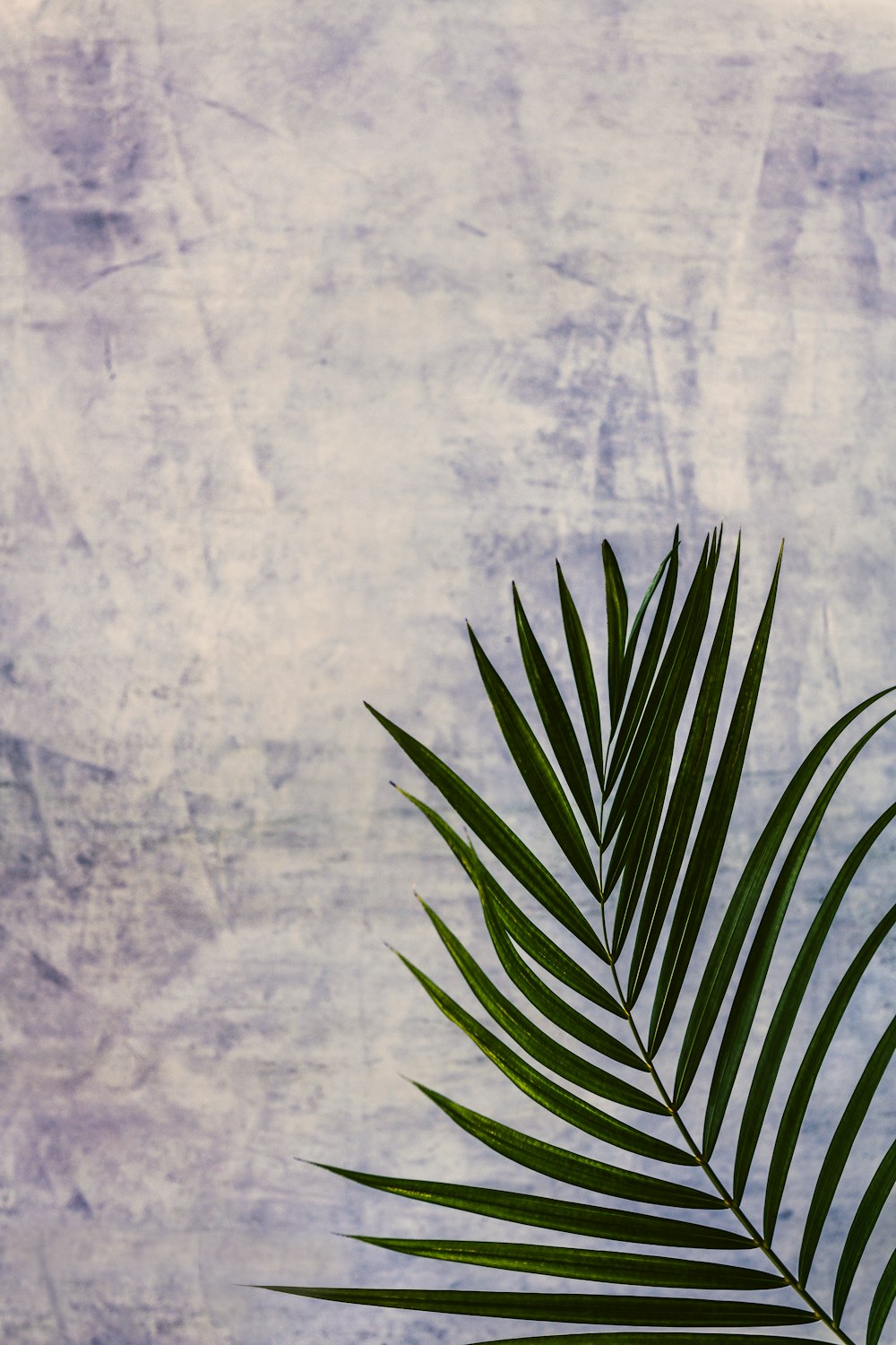 green leaf plant on blue textile