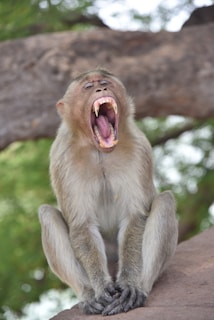 brown monkey on brown tree branch during daytime