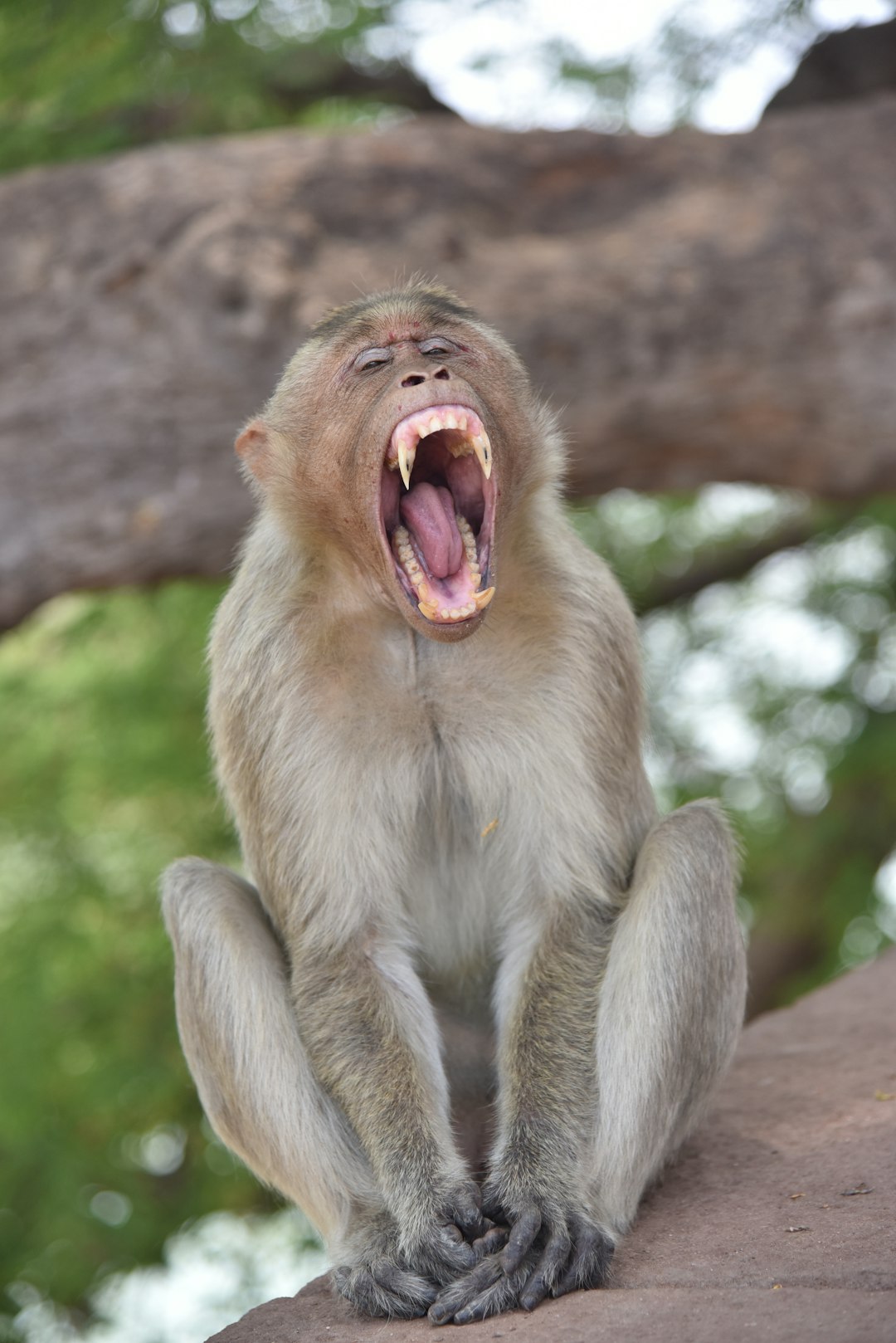  brown monkey on brown tree branch during daytime monkey