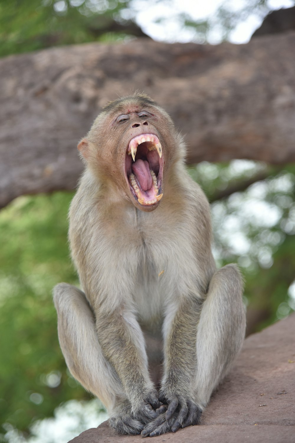 brown monkey on brown tree branch during daytime