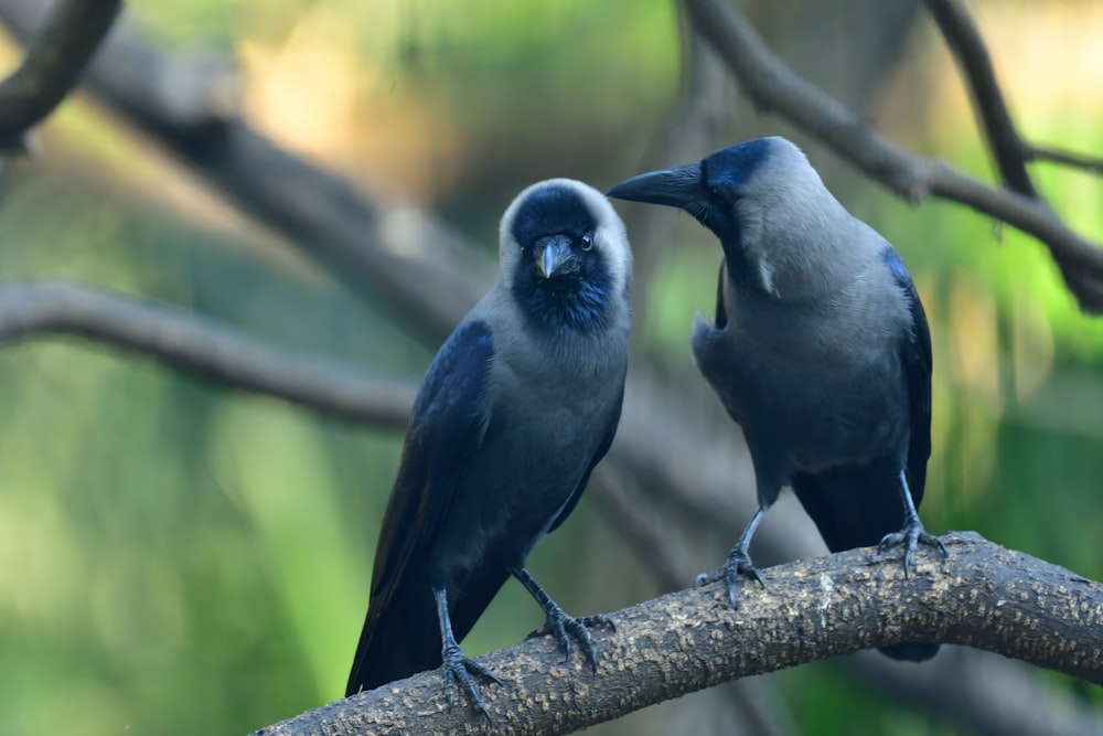 blue and black bird on tree branch during daytime