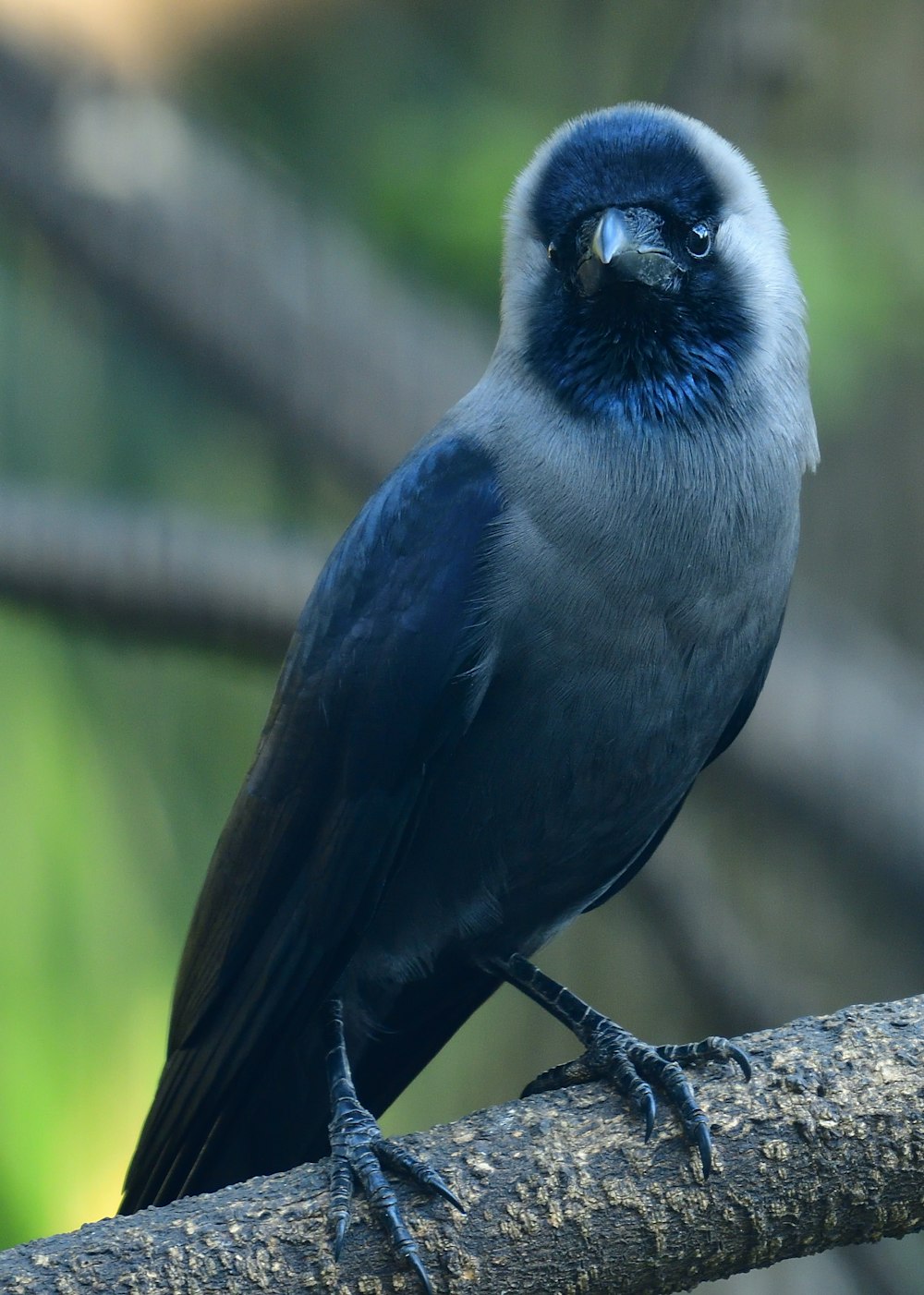 blue and white bird on tree branch