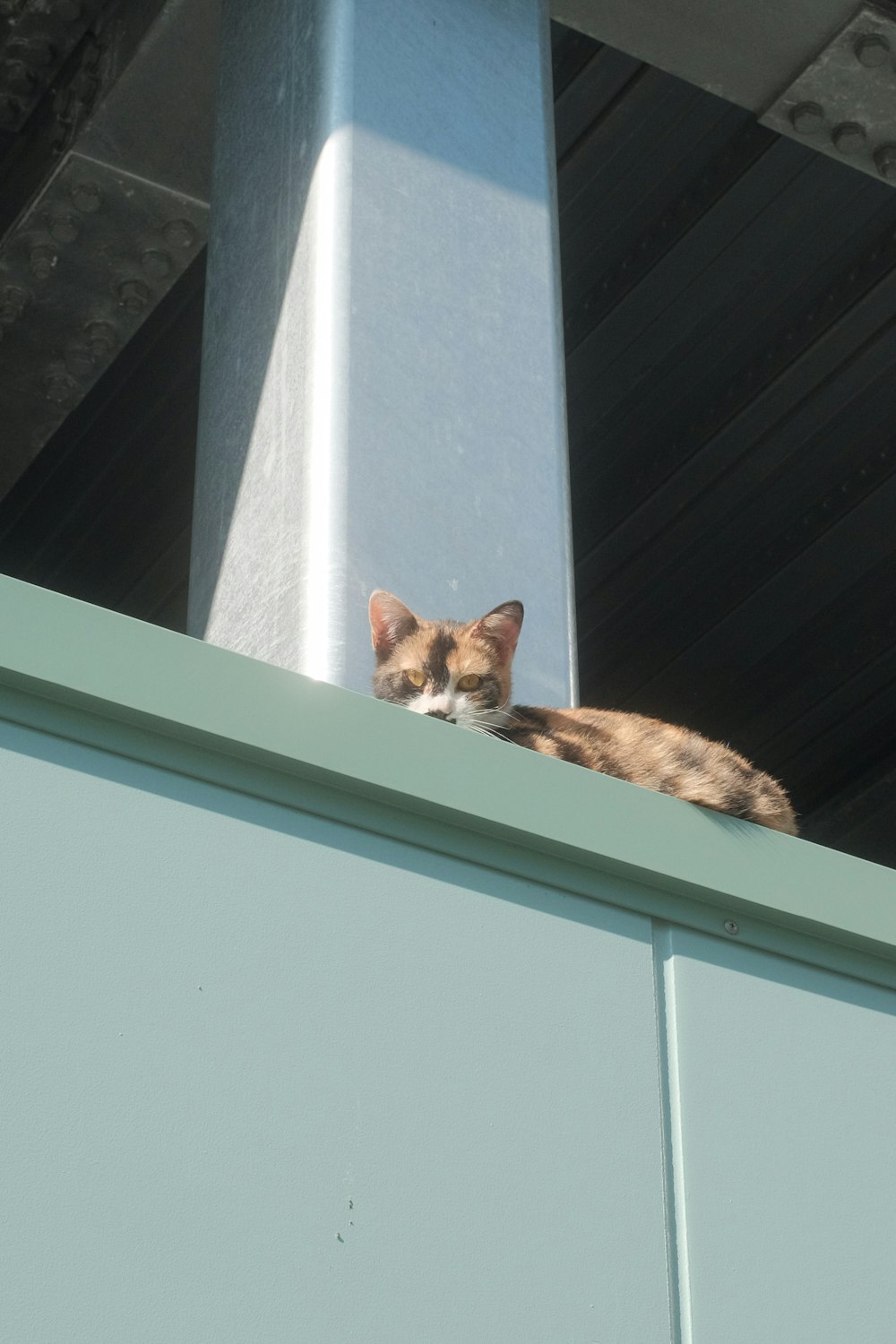 brown and black cat on window