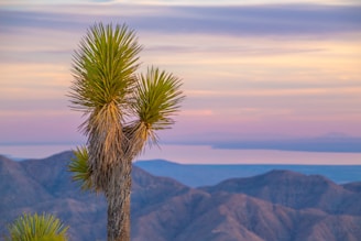 green palm tree on brown mountain during daytime