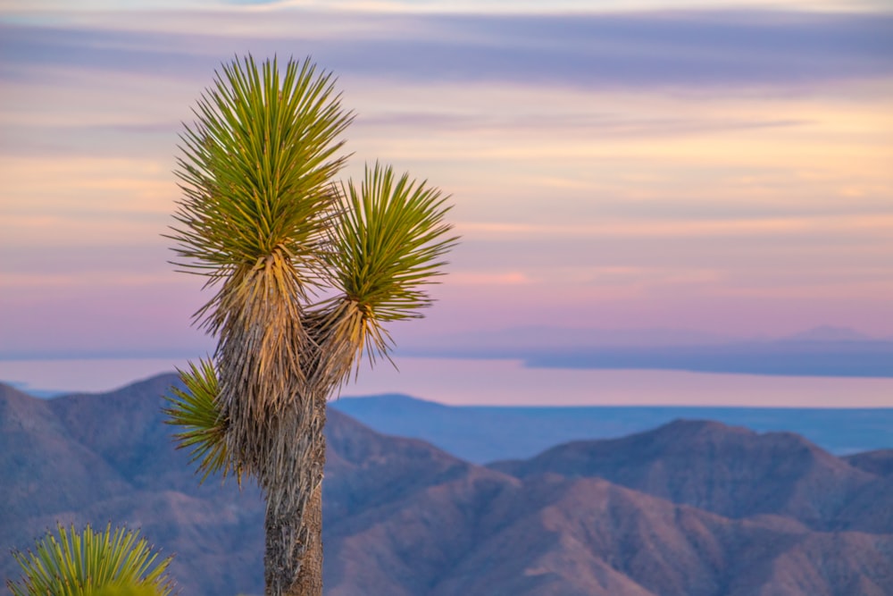 green palm tree on brown mountain during daytime