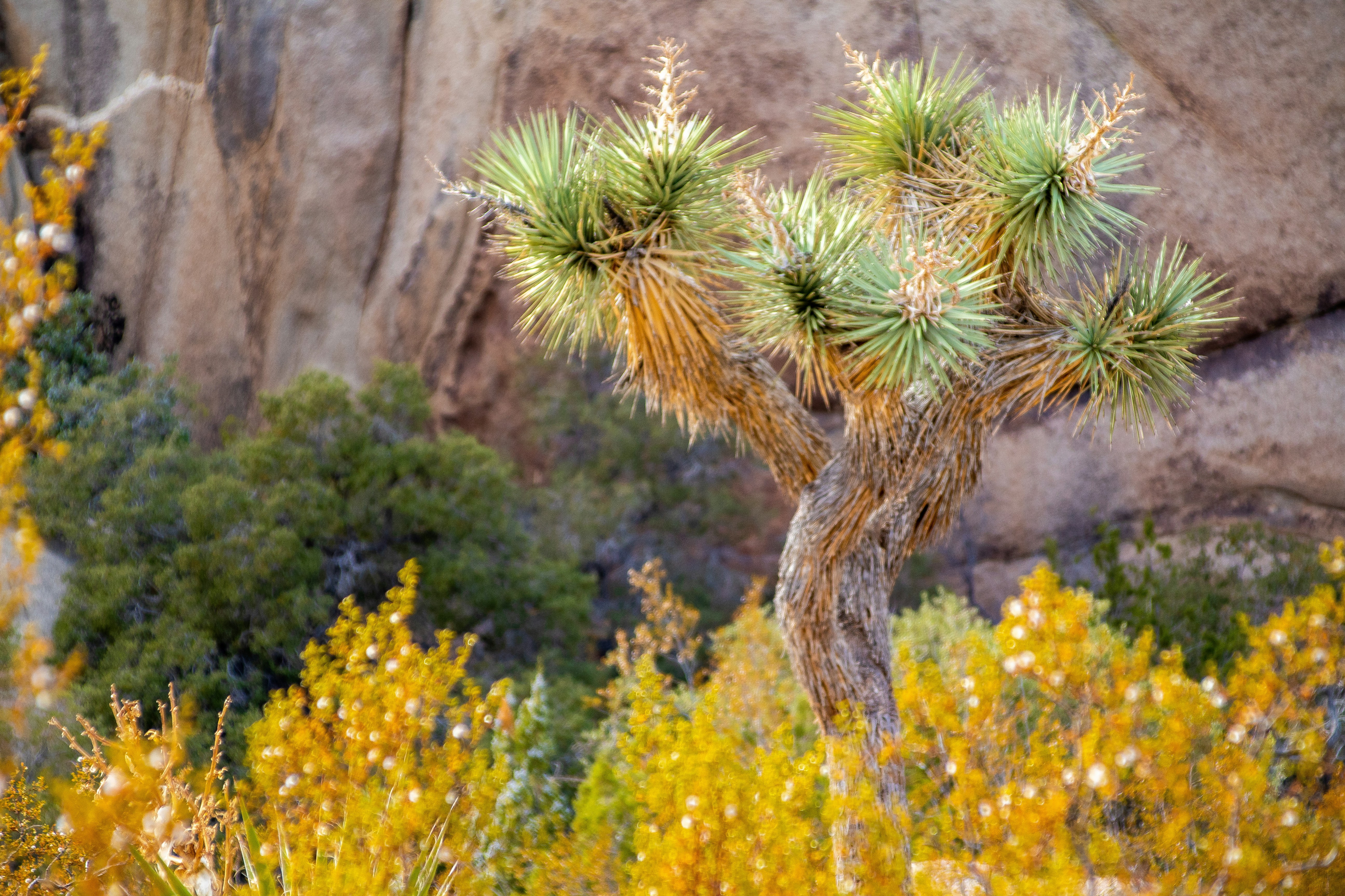 Colorful desert vegetation and wildflowers growing among rocks in Joshua Tree National Park.