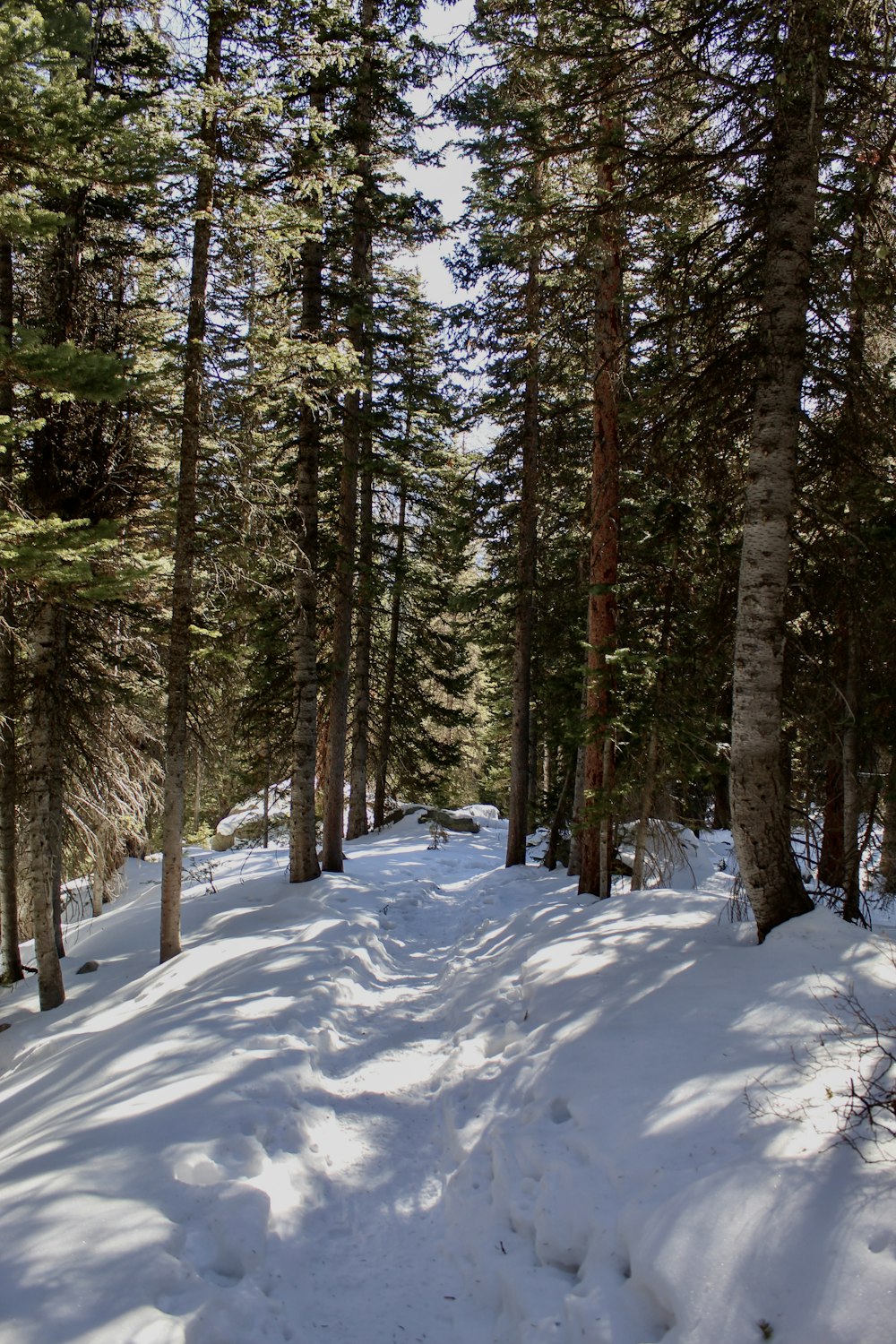 green trees on snow covered ground during daytime