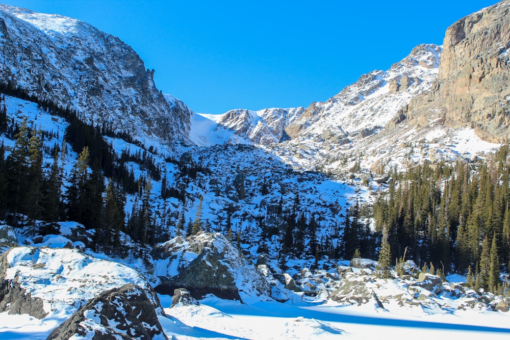 pini verdi sulla montagna innevata durante il giorno