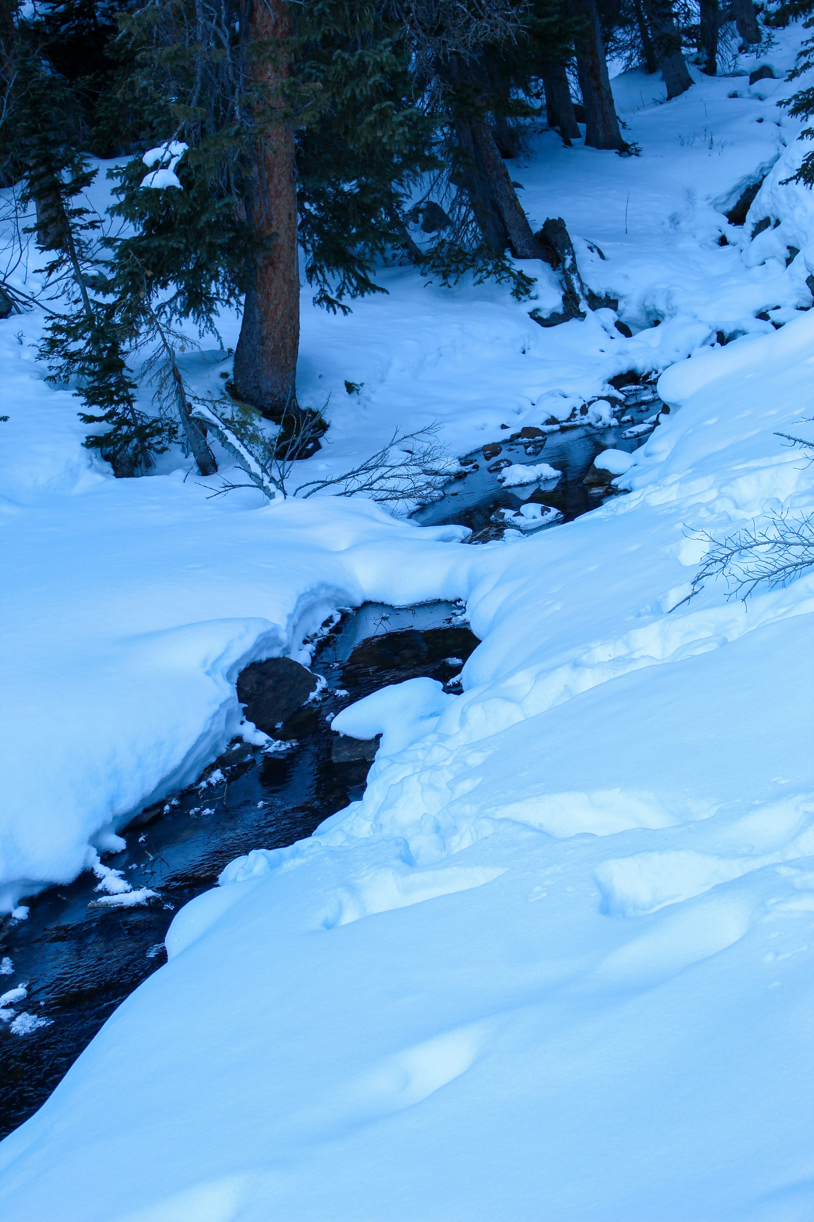 black and white dog lying on snow covered ground during daytime