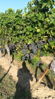 A vineyard with lush green grapevines laden with clusters of dark grapes. The vines are supported by wooden stakes on sandy soil. A shadow of a person is cast on the ground, suggesting a sunny day.