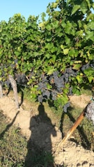 A winemaker examining grape samples in a sunlit Sardinian vineyard