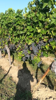 A winemaker examining grape samples in a sunlit Sardinian vineyard