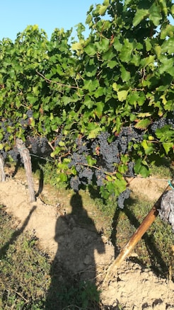 A vineyard with lush green grapevines laden with clusters of dark grapes. The vines are supported by wooden stakes on sandy soil. A shadow of a person is cast on the ground, suggesting a sunny day.
