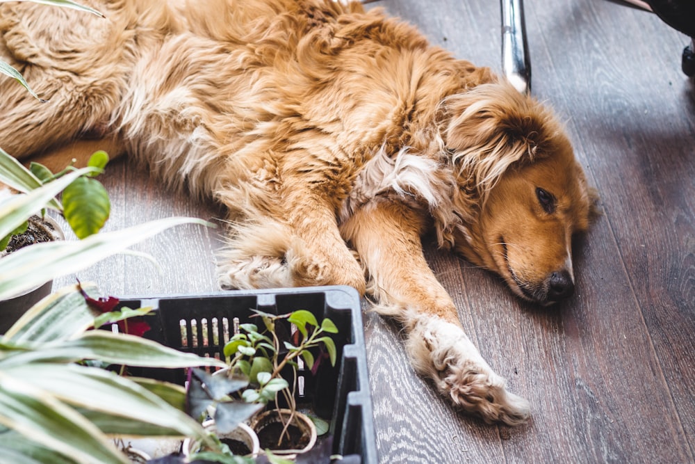 Golden Retriever acostado sobre tela floral blanca y negra