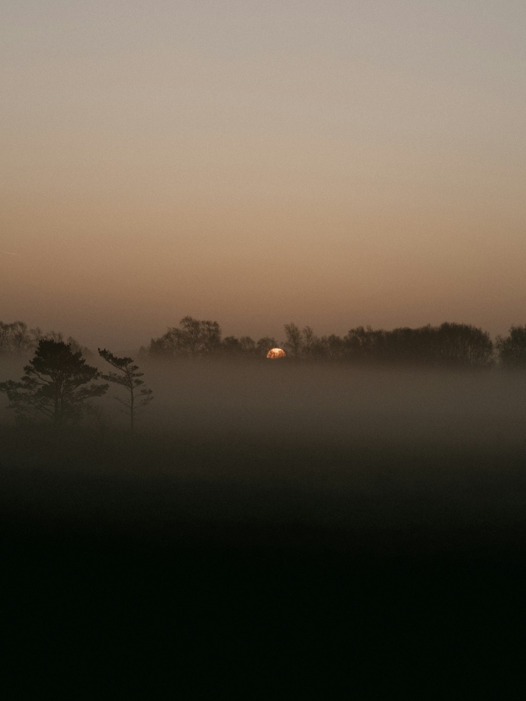 silhouette of trees during sunset