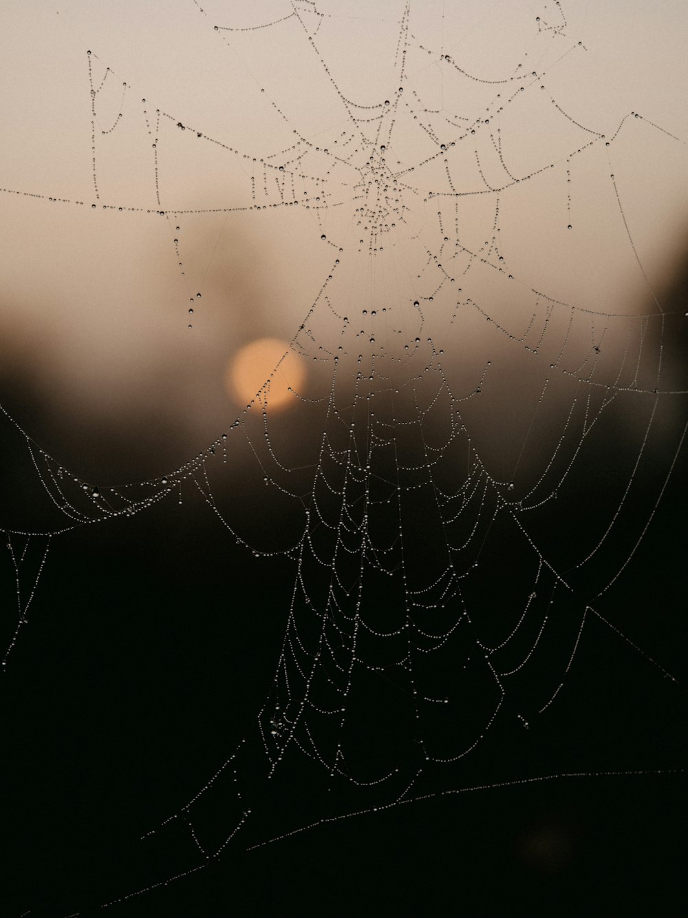 water droplets on spider web in close up photography