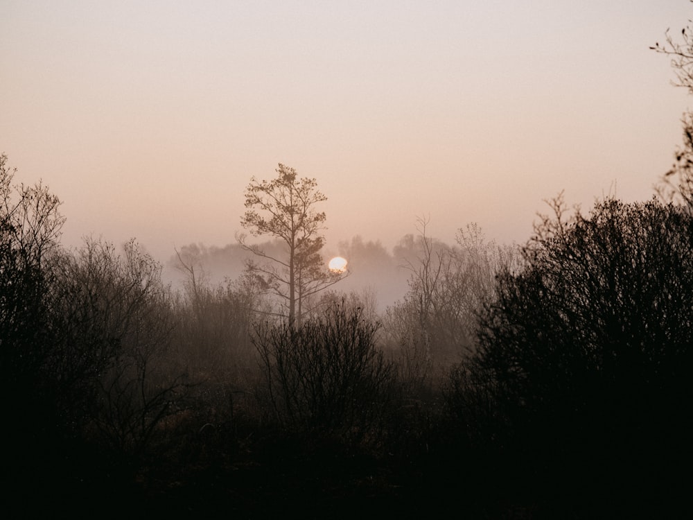 silhouette of trees during sunset