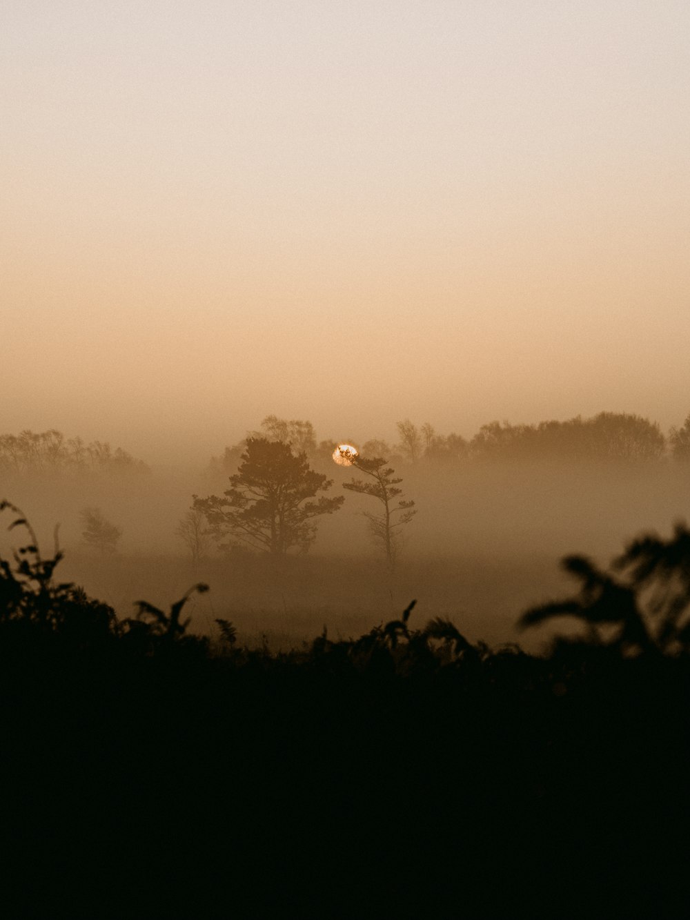 Silueta de árboles durante la puesta del sol