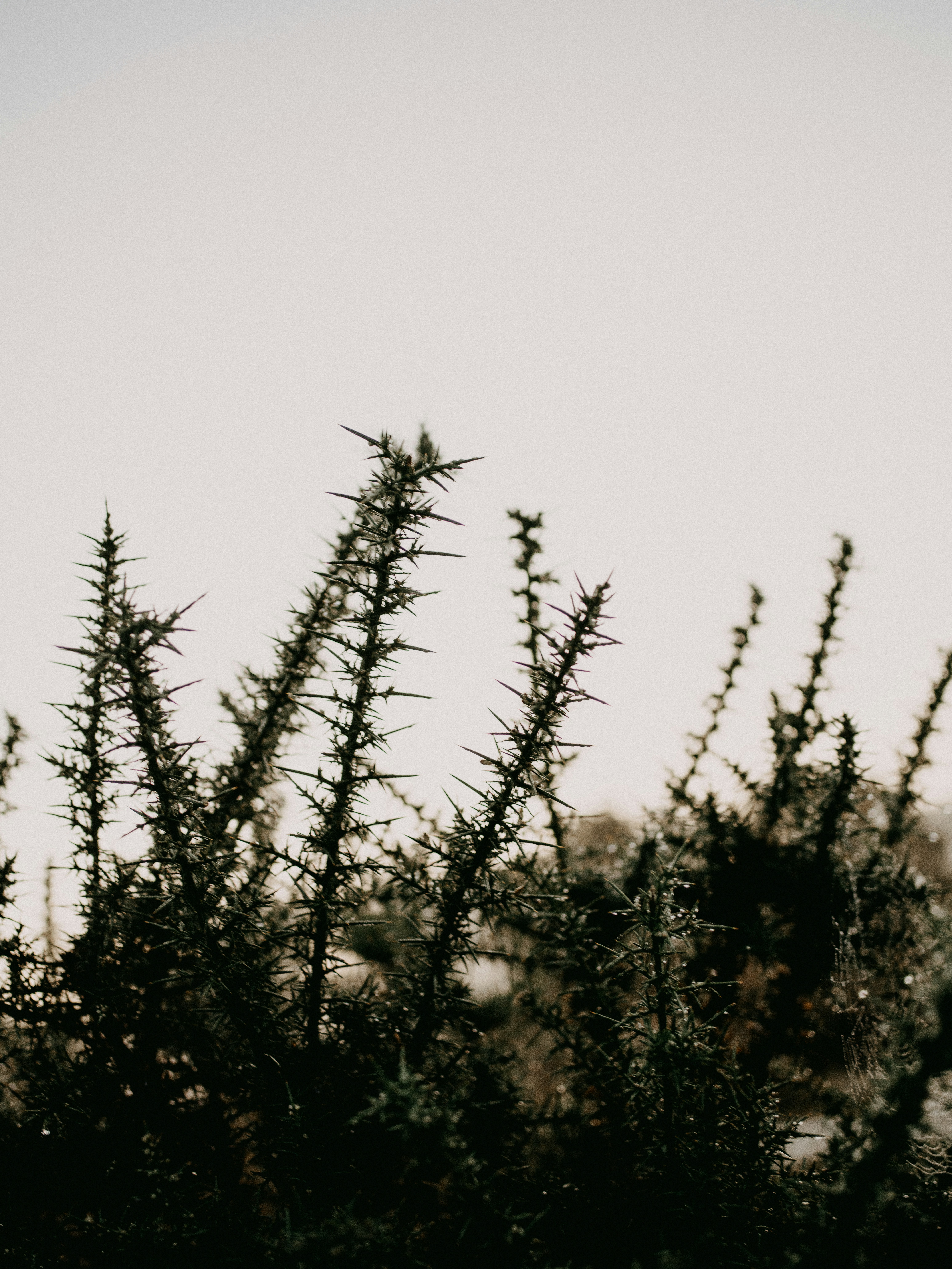 Photo by anniespratt