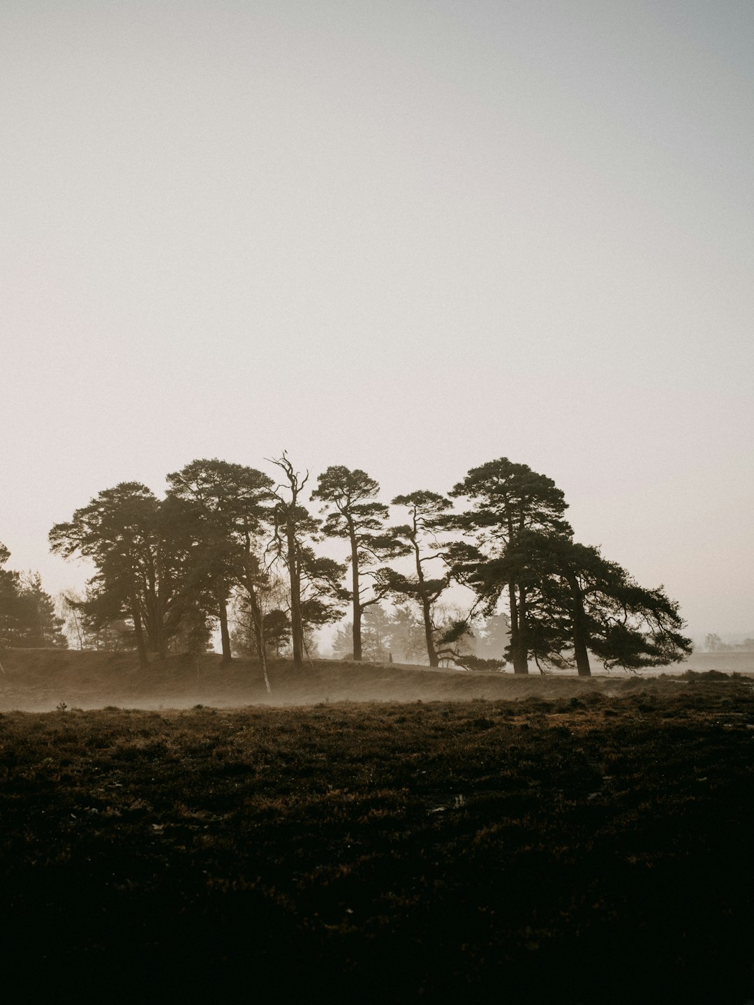 green trees on brown field