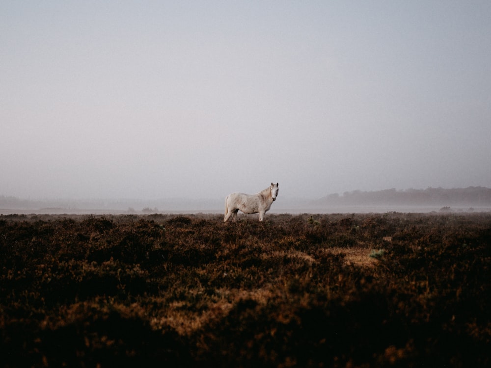 white and brown horse on brown grass field during daytime