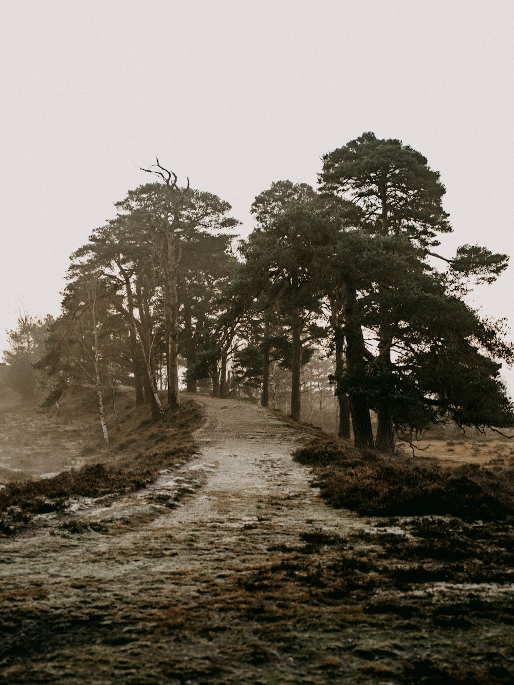 green trees on brown field