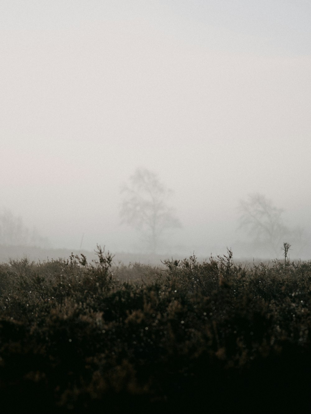 green grass field with fog