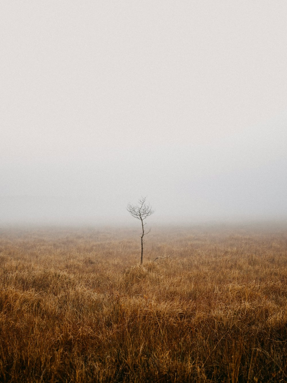 leafless tree on brown grass field