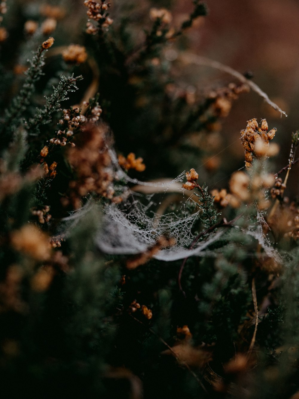 white spider web in close up photography