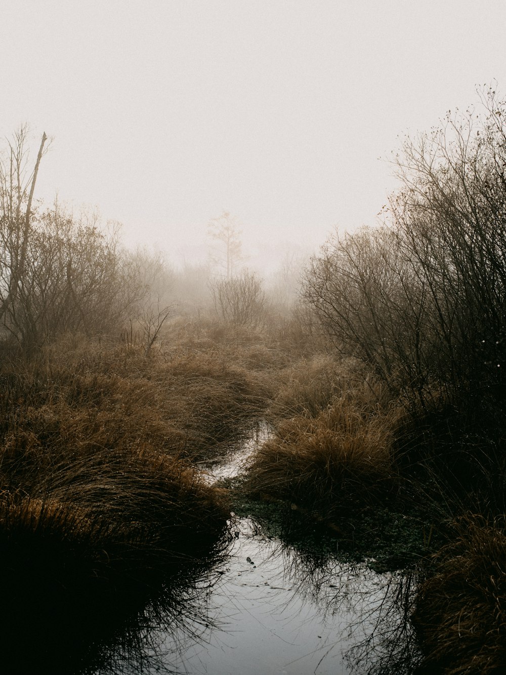霧の日中の川沿いの葉のない木々